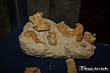 VBS_9566 - Museo Paleontologico - Asti